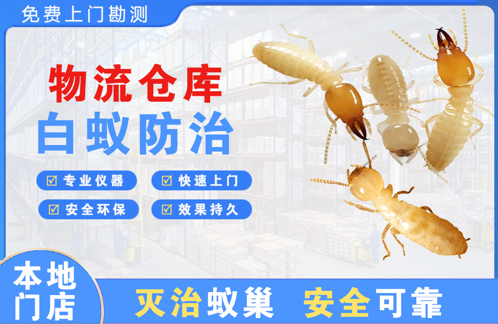 保山物流仓库白蚁防治