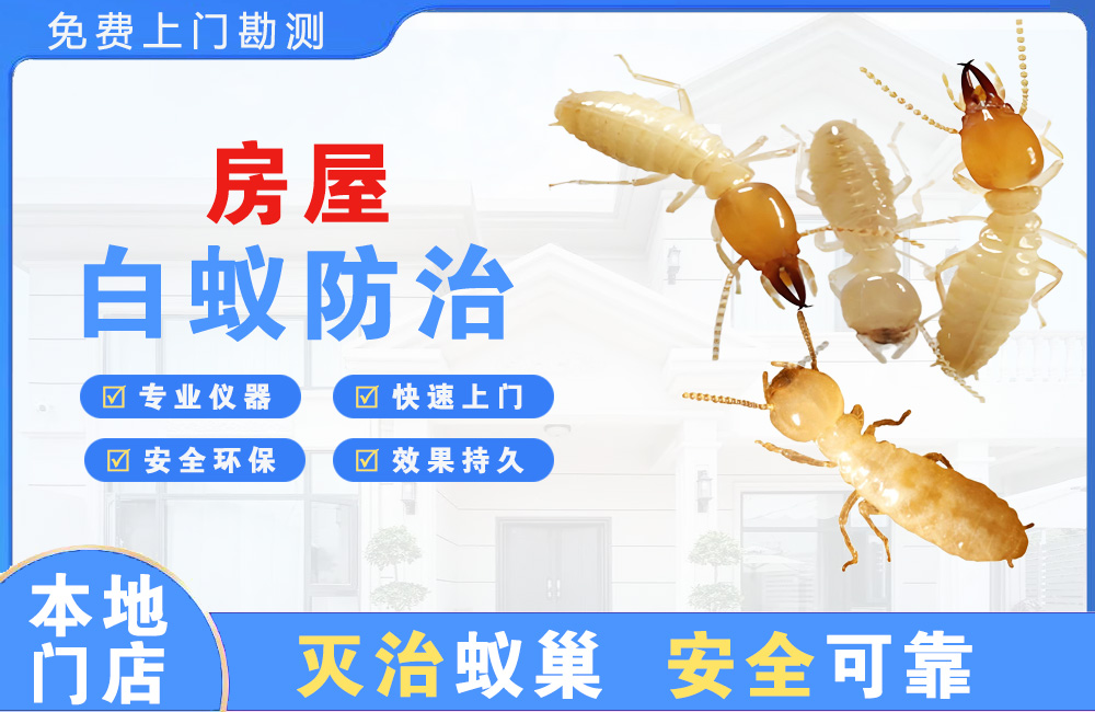 保山房屋白蚁防治
